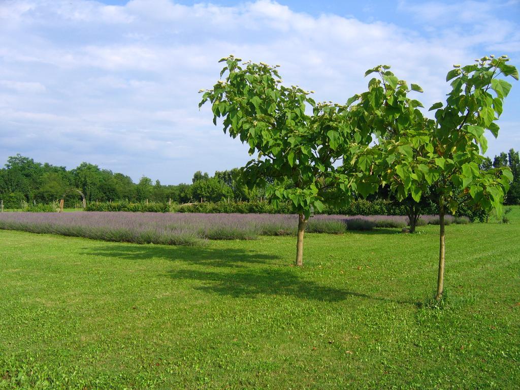 Agriturismo Domus Magna Povoletto Exterior photo